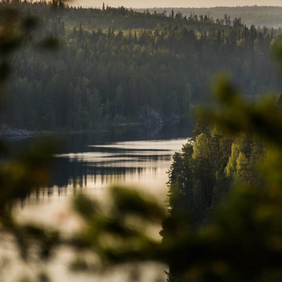 Лес Карелии